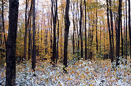 16baldmtn