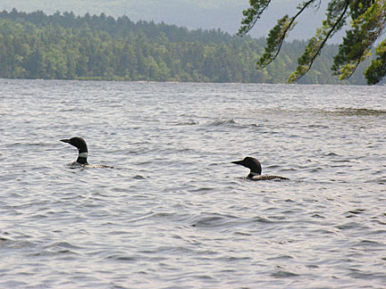 11rangeley7283006