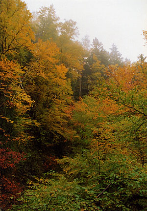 12rangeleyautumn