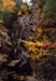 07rangeleyautumn