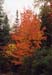 18rangeleyautumn