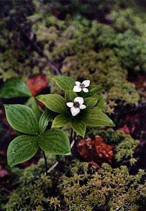 05rangeley