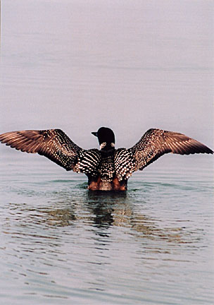 21rangeley