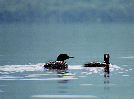 22rangeley