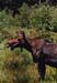 36rangeley