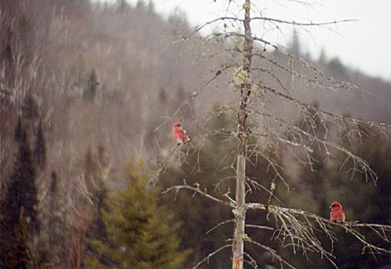 06rangeleywinter