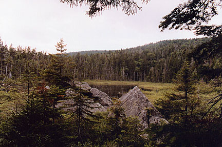 04saddleback