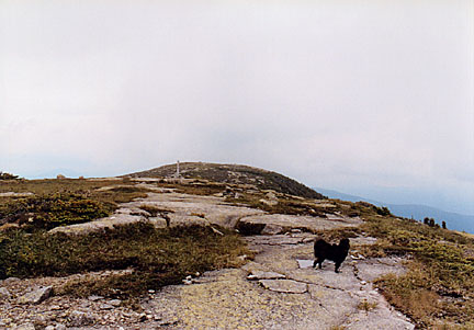 10saddleback