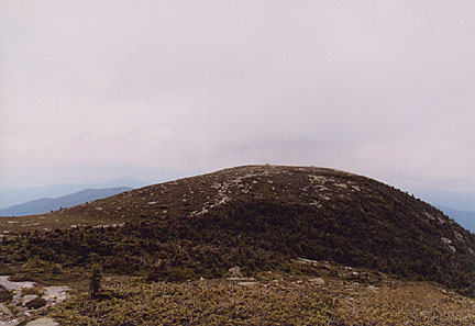 11saddleback