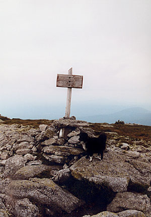 15saddleback