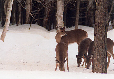 01winterdeer