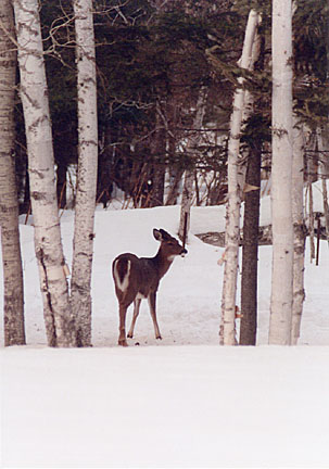 02winterdeer