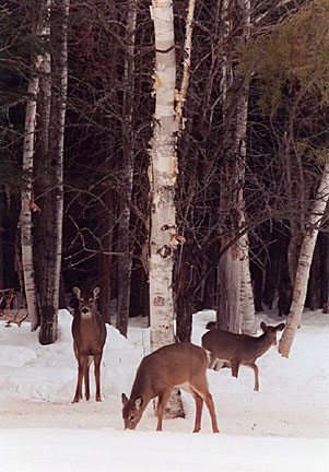 03winterdeer