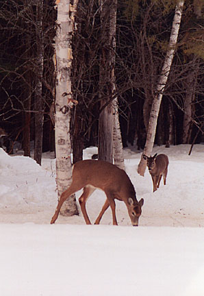 04winterdeer