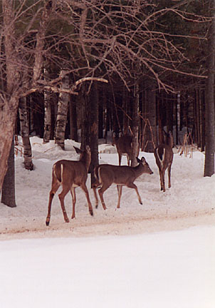 05winterdeer