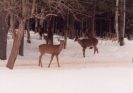 06winterdeer