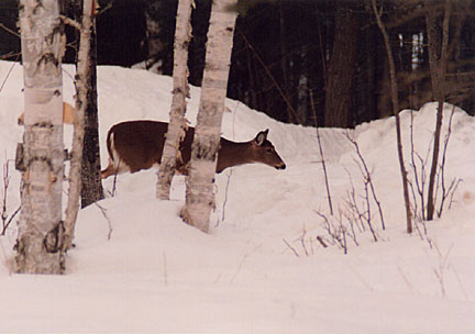 07winterdeer