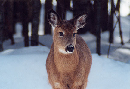 08winterdeer