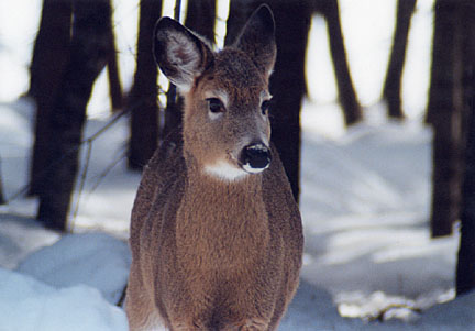 09winterdeer