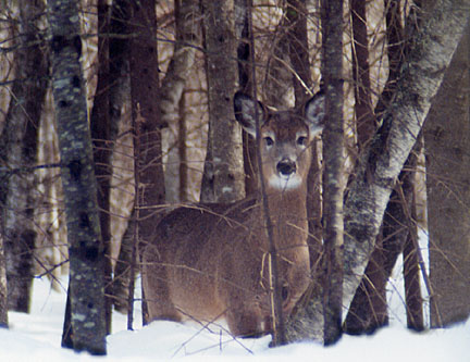 11winterdeer