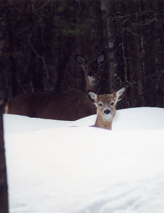 12winterdeer