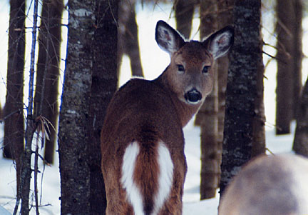 13winterdeer