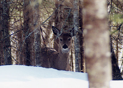 14winterdeer