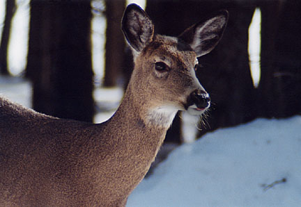 15winterdeer