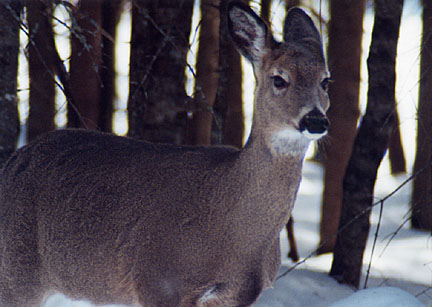 17winterdeer