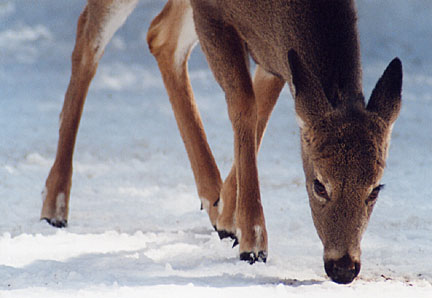 18winterdeer