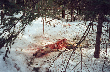 20winterdeer