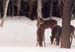 01winterdeer
