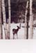 02winterdeer