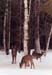 03winterdeer