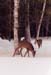 04winterdeer