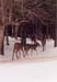 05winterdeer