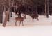 06winterdeer