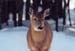 08winterdeer