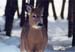 09winterdeer