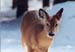 10winterdeer
