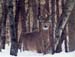 11winterdeer