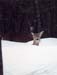 12winterdeer