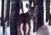 13winterdeer