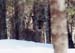 14winterdeer
