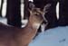 15winterdeer