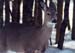 17winterdeer