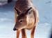 19winterdeer