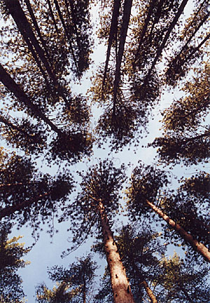 02webster