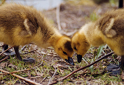 10gosling