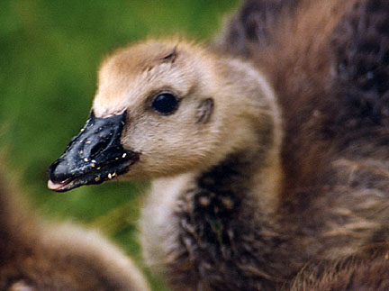 15gosling